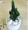 Tiny Cactus - Best for gift, corporate order and desk decoration - Pair (2 pcs) price only 350 TK